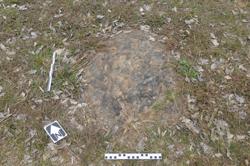 Disc 01020179 Thumbnail