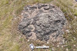 Disc 01020482 Thumbnail