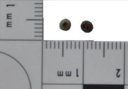 Artefact Catalogue 051 Thumbnail