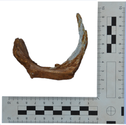 Artefact Catalogue 306 Thumbnail