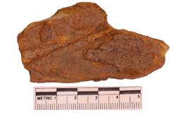 Artefact Catalogue 31 Thumbnail