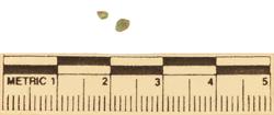Artefact Catalogue 96 Thumbnail