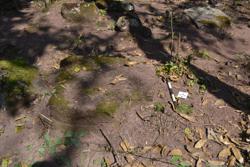 Disc 52030049 Thumbnail