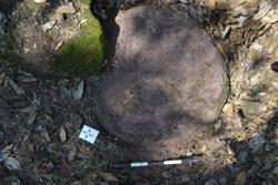 Disc 52030055 Thumbnail