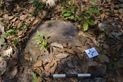 Disc 52030058 Thumbnail