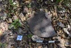Disc 52030059 Thumbnail